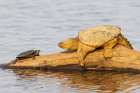 Common snapping turtle on log with painted turtle in wetland, Marion County, Illinois. Art Print